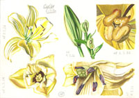 Yellow lillies, Nicole Hörold